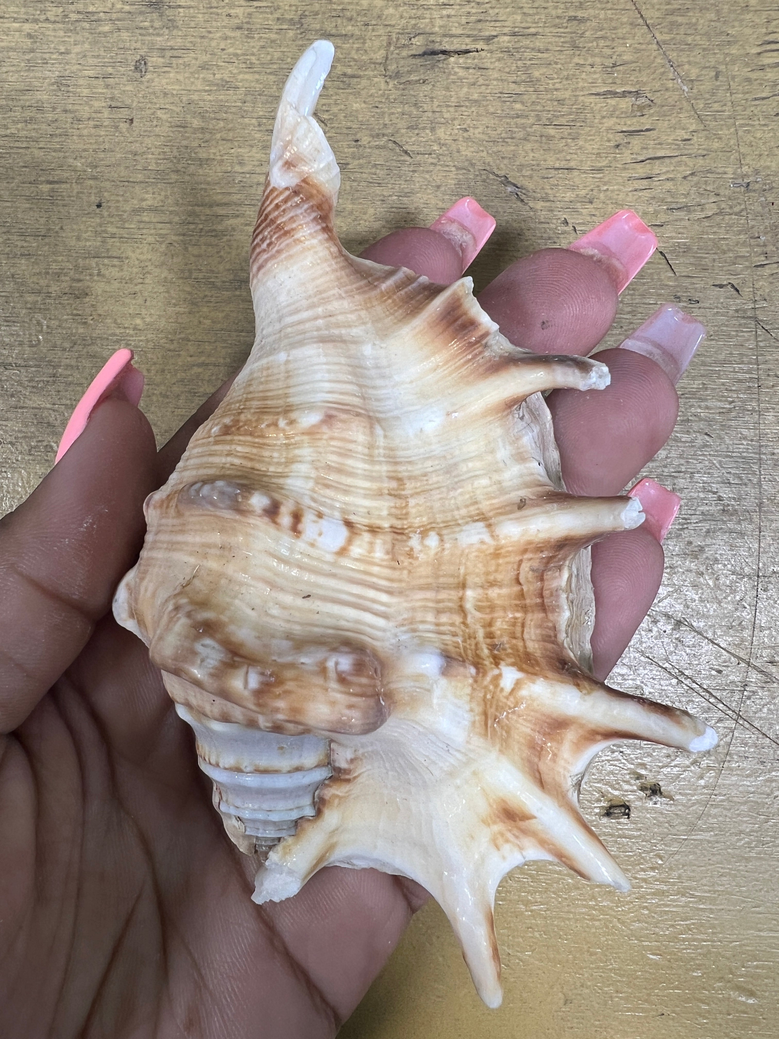 Caracoles ( seashells š) 1lb