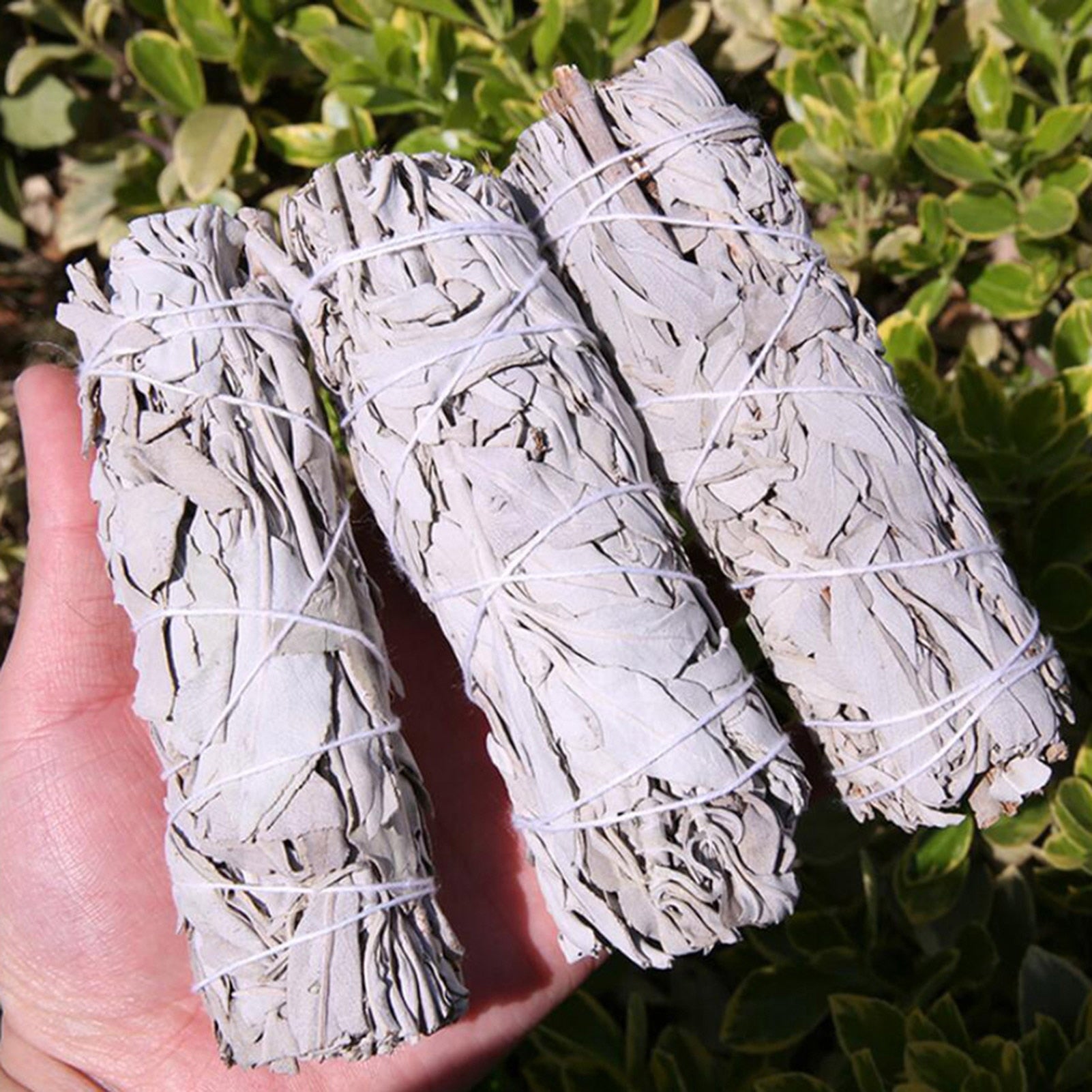 10cm White Sage Bundle Stick CasaDeVodou