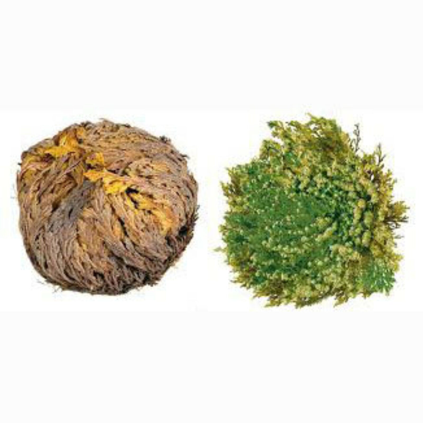 Rose of Jericho - flor de jericho Check My Vibes